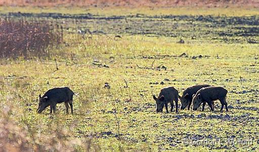 Feral Hogs_37528.jpg - In a dry lake bedPhotographed along the Gulf coast at Jones Lake in the Aransas National Wildlife Refuge near Austwell, Texas, USA. 